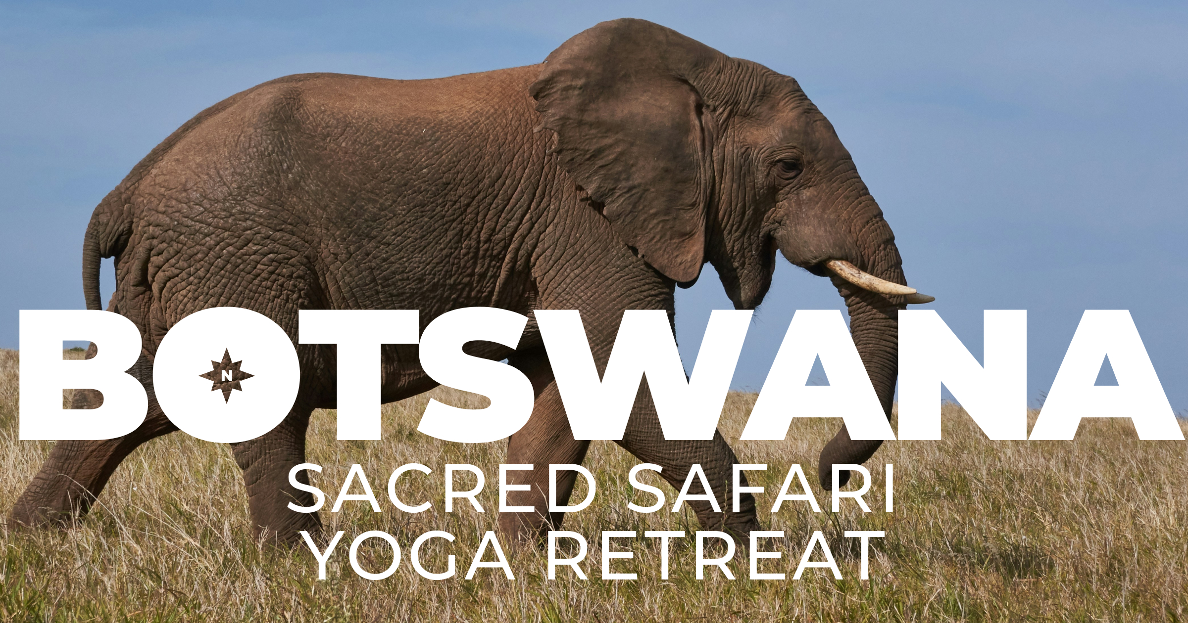 A large gray elephant with white tusks roaming the savannah in Botswana